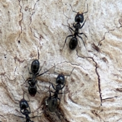 Anonychomyrma sp. (genus) at Ainslie, ACT - 28 Aug 2024