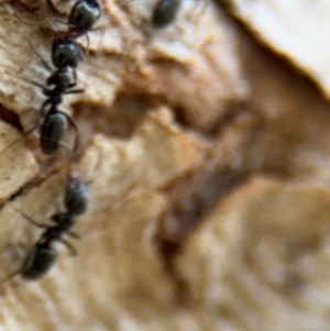 Anonychomyrma sp. (genus) at Ainslie, ACT - 28 Aug 2024