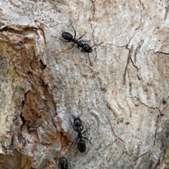 Anonychomyrma sp. (genus) at Ainslie, ACT - 28 Aug 2024