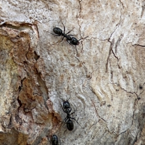 Anonychomyrma sp. (genus) at Ainslie, ACT - 28 Aug 2024