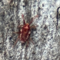 Erythraeidae (family) at Ainslie, ACT - 28 Aug 2024 02:26 PM