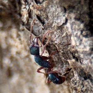 Rhytidoponera aspera at Ainslie, ACT - 28 Aug 2024