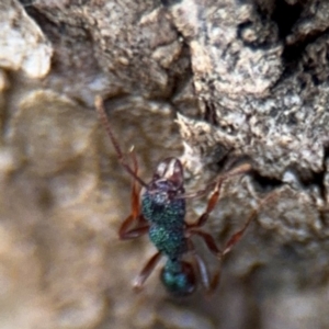 Rhytidoponera aspera at Ainslie, ACT - 28 Aug 2024