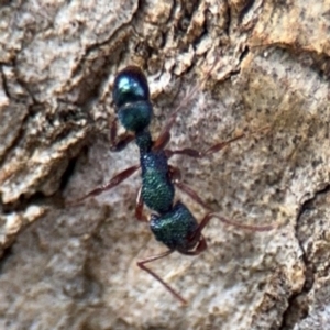 Rhytidoponera aspera at Ainslie, ACT - 28 Aug 2024