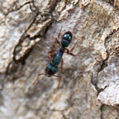 Rhytidoponera aspera at Ainslie, ACT - 28 Aug 2024 02:52 PM