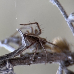 Oxyopes sp. (genus) (Lynx spider) at Ainslie, ACT - 28 Aug 2024 by Hejor1