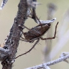 Oxyopes sp. (genus) at Ainslie, ACT - 28 Aug 2024