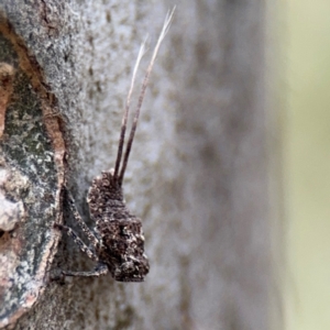 Fulgoroidea sp. (superfamily) at Ainslie, ACT - 28 Aug 2024