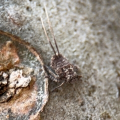 Fulgoroidea sp. (superfamily) at Ainslie, ACT - 28 Aug 2024