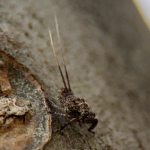 Fulgoroidea sp. (superfamily) at Ainslie, ACT - 28 Aug 2024