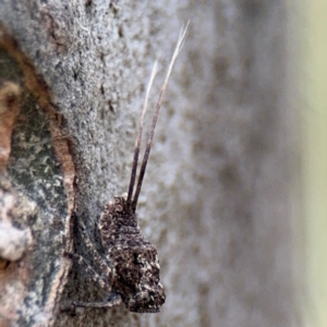 Fulgoroidea sp. (superfamily) at Ainslie, ACT - 28 Aug 2024