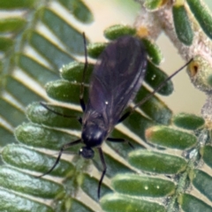 Sciaridae sp. (family) (Black fungus gnat) at Ainslie, ACT - 28 Aug 2024 by Hejor1