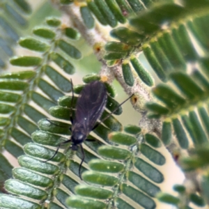 Sciaridae sp. (family) at Ainslie, ACT - 28 Aug 2024