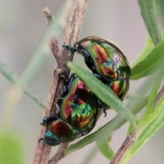 Callidemum hypochalceum (Hop-bush leaf beetle) at West Albury, NSW - 29 Aug 2024 by KylieWaldon