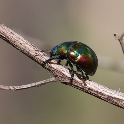 Callidemum hypochalceum (Hop-bush leaf beetle) at West Albury, NSW - 29 Aug 2024 by KylieWaldon