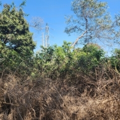 Lantana camara (Lantana) at Murarrie, QLD - 29 Aug 2024 by HarleyB