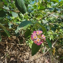 Lantana camara at Murarrie, QLD - 29 Aug 2024 11:33 AM