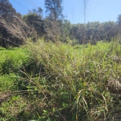 Megathyrsus maximus var. publiglumis (Green Panic, Guinea Grass) at Murarrie, QLD - 29 Aug 2024 by HarleyB