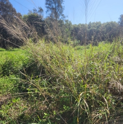 Megathyrsus maximus var. publiglumis at Murarrie, QLD - 29 Aug 2024 by HarleyB