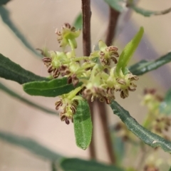 Dodonaea viscosa (Hop Bush) at West Albury, NSW - 29 Aug 2024 by KylieWaldon