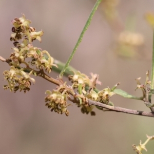 Dodonaea viscosa at West Albury, NSW - 29 Aug 2024