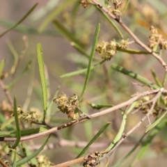 Dodonaea viscosa at West Albury, NSW - 29 Aug 2024 10:41 AM