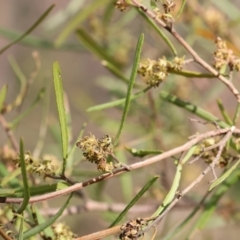 Dodonaea viscosa at West Albury, NSW - 29 Aug 2024 10:41 AM