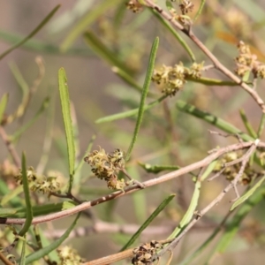 Dodonaea viscosa at West Albury, NSW - 29 Aug 2024