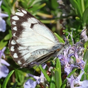 Belenois java at Albury, NSW - 29 Aug 2024 11:06 AM