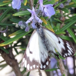 Belenois java at Albury, NSW - 29 Aug 2024 11:06 AM