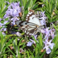 Belenois java at Albury, NSW - 29 Aug 2024 11:06 AM