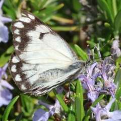 Belenois java at Albury, NSW - 29 Aug 2024 11:06 AM