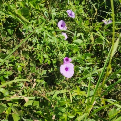 Ipomoea cairica (Coastal Morning Glory, Mile a Minute) at Murarrie, QLD - 29 Aug 2024 by HarleyB