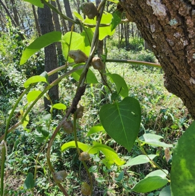 Anredera cordifolia (Madeira Vine) at Murarrie, QLD - 29 Aug 2024 by HarleyB