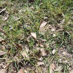 Eragrostis sp. at Murarrie, QLD - 29 Aug 2024 by HarleyB