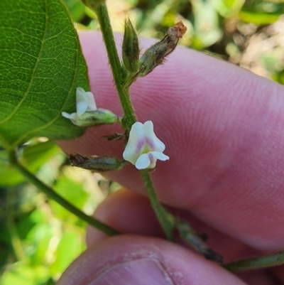Neonotonia wightii (Glycine) at Murarrie, QLD - 29 Aug 2024 by HarleyB