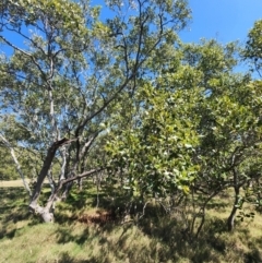 Avicennia marina subsp. australasica (Grey Mangrove) at Murarrie, QLD - 29 Aug 2024 by HarleyB