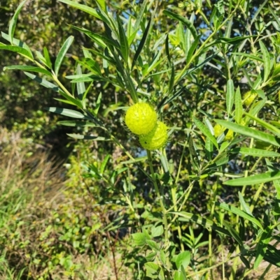 Gomphocarpus physocarpus (Balloon Cotton Bush) at Murarrie, QLD - 29 Aug 2024 by HarleyB