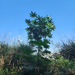 Ricinus communis (Castor Oil Plant) at Hemmant, QLD - 29 Aug 2024 by HarleyB