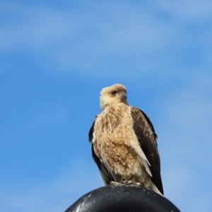 Haliastur sphenurus at K'gari, QLD - 6 Aug 2024