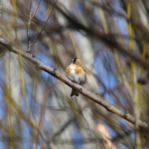 Carduelis carduelis at Pialligo, ACT - 29 Aug 2024 10:29 AM