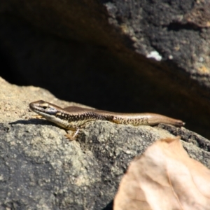 Eulamprus heatwolei at Fyshwick, ACT - 29 Aug 2024