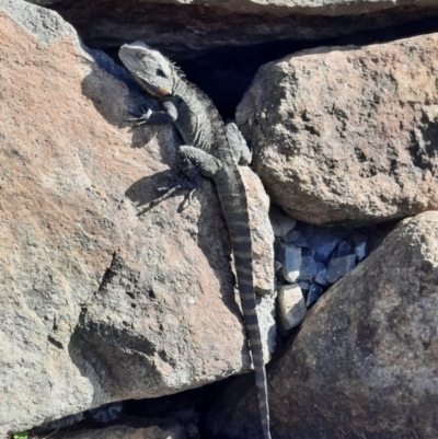 Intellagama lesueurii howittii (Gippsland Water Dragon) at Barton, ACT - 29 Aug 2024 by MB