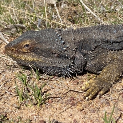 Pogona barbata (Eastern Bearded Dragon) at Denman Prospect, ACT - 29 Aug 2024 by SteveBorkowskis