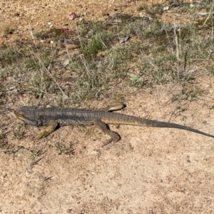 Pogona barbata at Denman Prospect, ACT - suppressed