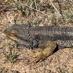 Pogona barbata at Denman Prospect, ACT - 29 Aug 2024