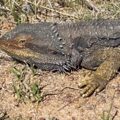 Pogona barbata at Denman Prospect, ACT - suppressed