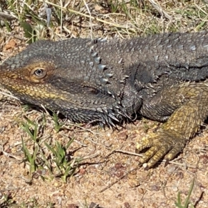 Pogona barbata at Denman Prospect, ACT - 29 Aug 2024