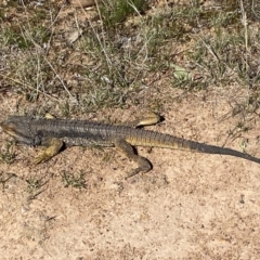 Pogona barbata at Denman Prospect, ACT - suppressed