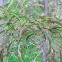 Acacia implexa (Hickory Wattle, Lightwood) at Albury, NSW - 29 Aug 2024 by KylieWaldon